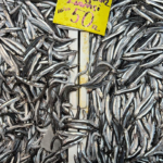 Hamsi Fiyatları Düşüyor: Menteşe’de Balıklar Bol!